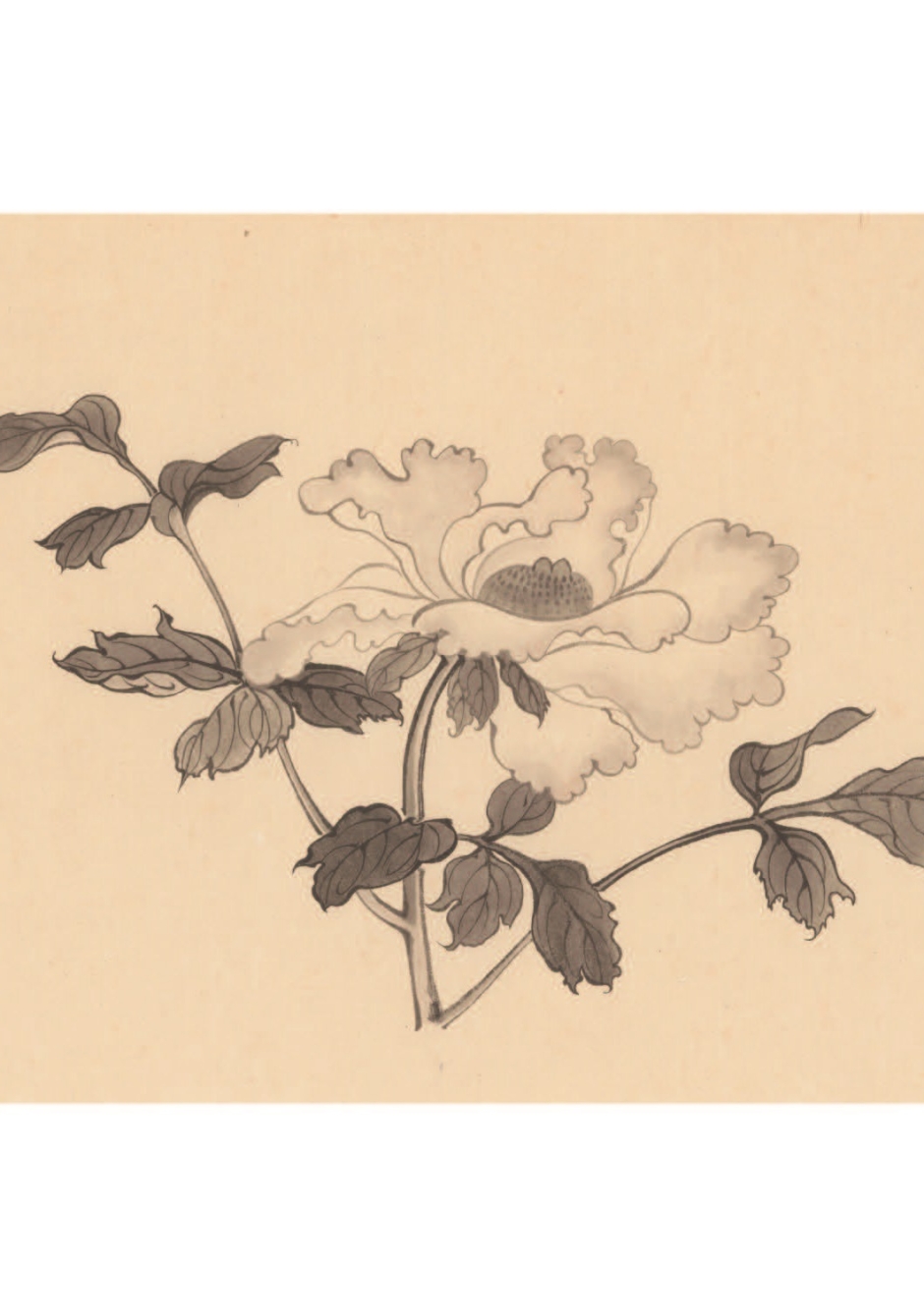 墨色工筆花卉─牡丹(芍藥)-溥家圖稿| 華岡博物館